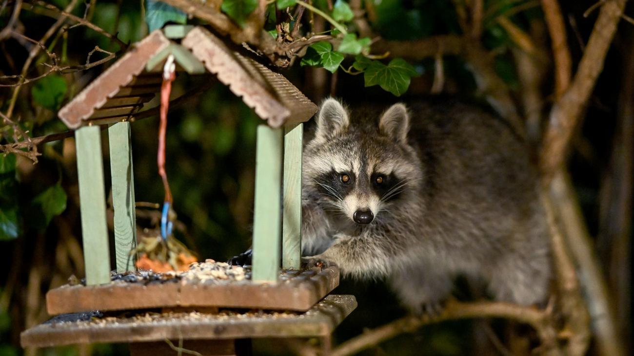 Wildtiere in der Großstadt: Immer mehr Beschwerden: Waschbären beschädigen Infrastruktur