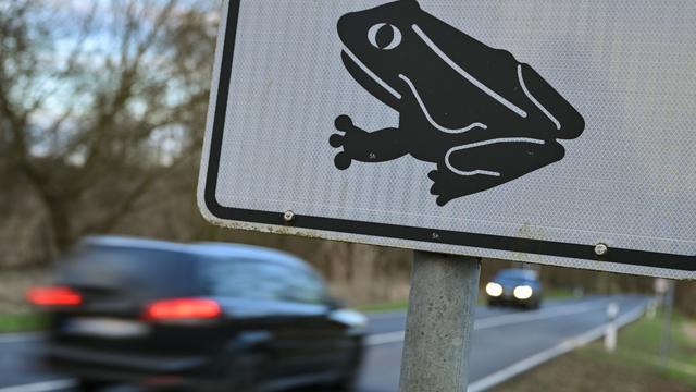 Krötenwanderung: Nabu bittet um Rücksicht auf 