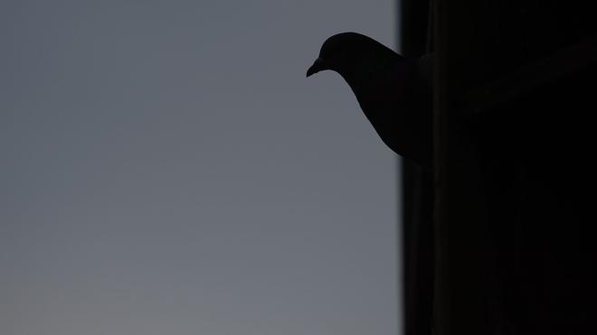 Brände: Rund 50 Tauben sollen bei dem Brand ums Leben gekommen sein. (Symbolbild)