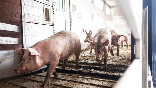 Tierhaltung: Schweinebestand steigt wieder über eine Million