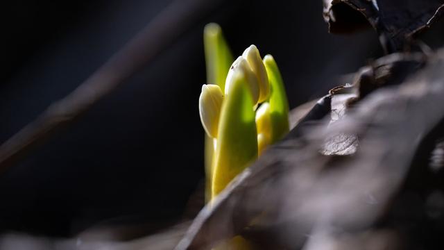 Wetter: Woche startet nass, grau und mild – Sonne ab Mittwoch