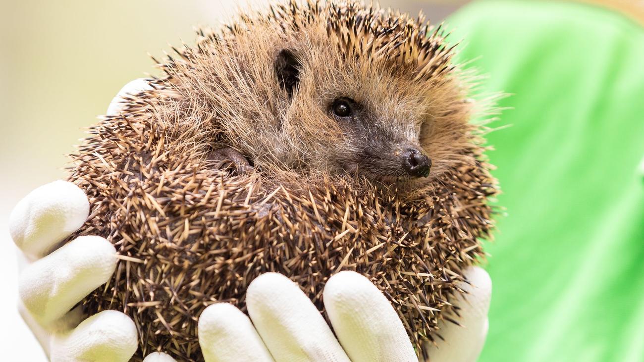 Petitionen für mehr Igelschutz: 160.000 Menschen für bundesweites Mähroboter-Nachtfahrverbot