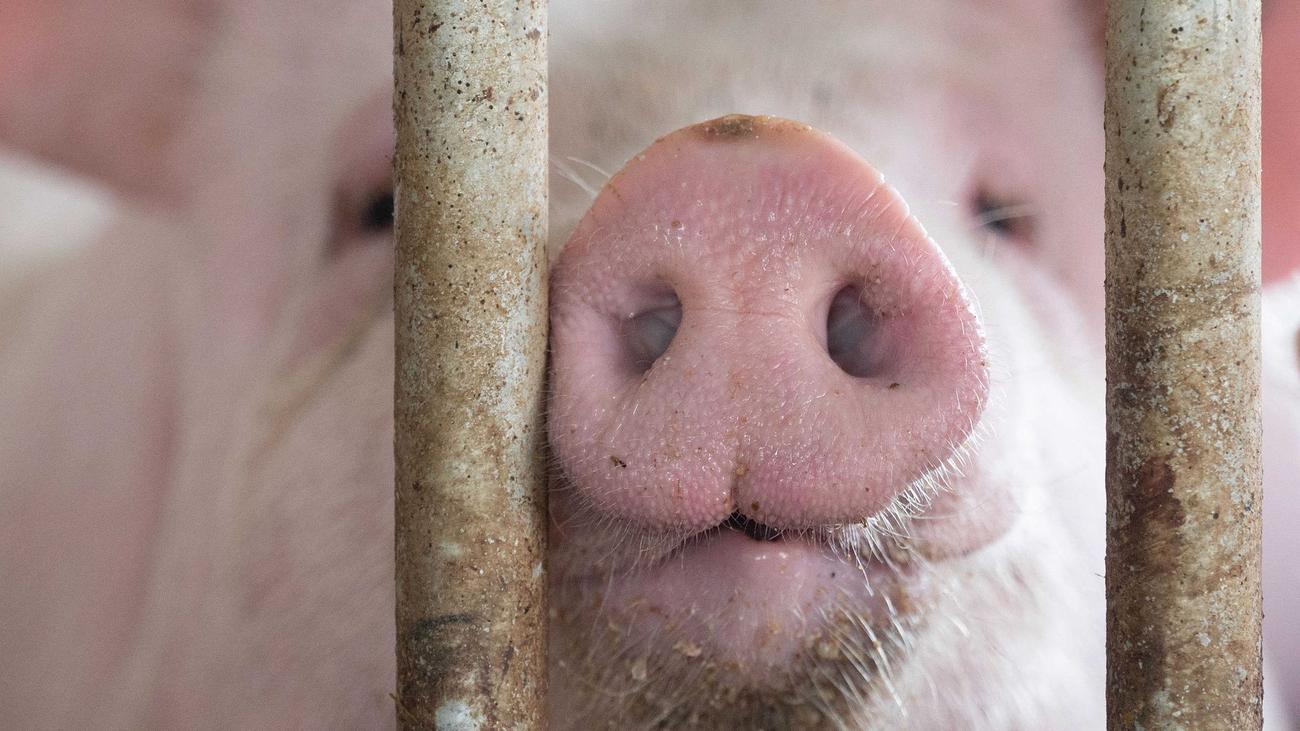 Tierzucht: In Bayern gibt es mehr Schweine in immer größeren Betrieben