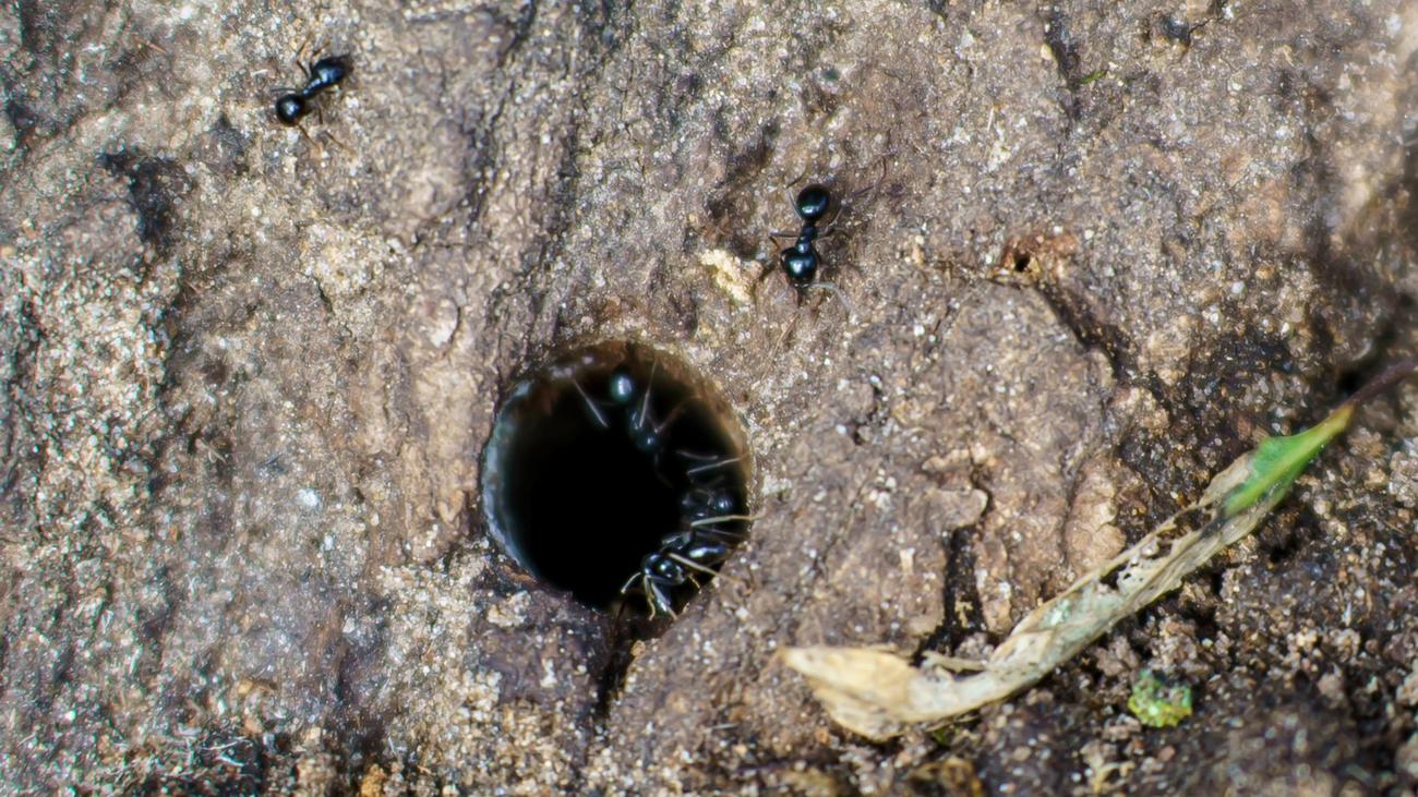 Nach Attacke mit Gift: Neue Bäume sollen vergiftete Platanen ersetzen