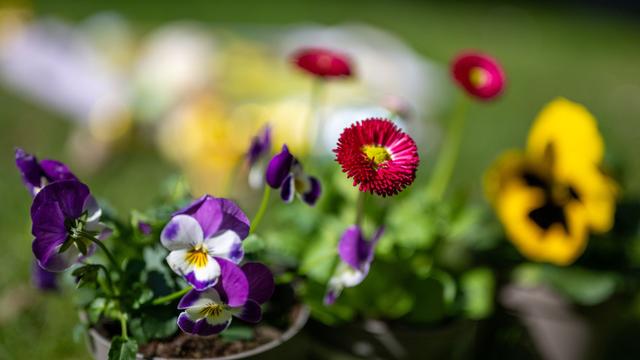 Wettervorhersage: Frühling kommt - aber auch die Heuschnupfen-Zeit