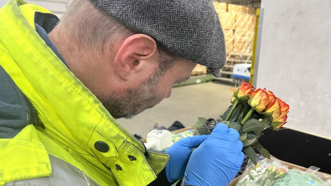 Zierpflanzen, Obst und Gemüse: Rekord bei Pflanzen- und Lebensmittelkontrollen am Flughafen