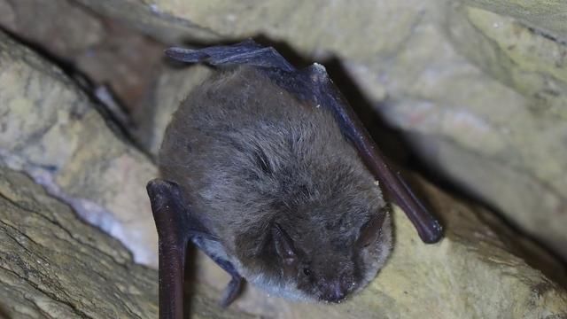 Naturschutz: Seltene Teichfledermaus in der Sächsischen Schweiz entdeckt