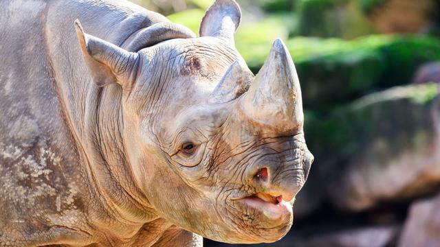 Zootiere: Tausch im Zoo Hannover - Hoffnung auf Spitzmaulnashorn-Baby