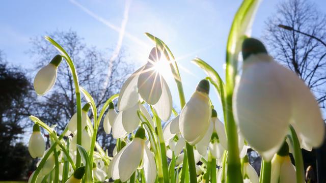 Krokusse und Schneeglöckchen: Vorboten des Frühlings in Hamburg