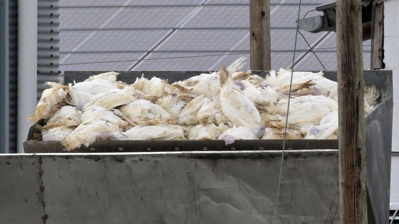 H5N1-Virus: Weitere Geflügelpestfälle in Niedersachsen entdeckt