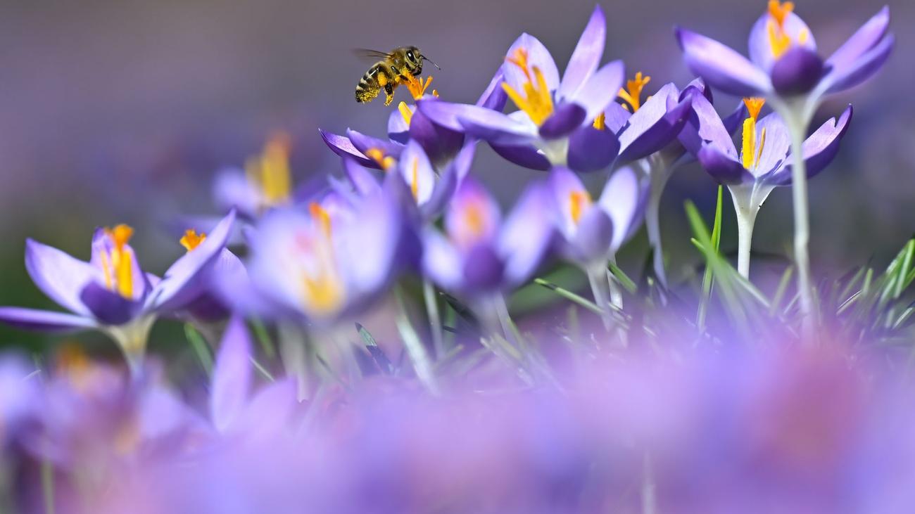 Wettervorhersage: Erst Nebel, dann viel Sonne - aber nicht überall
