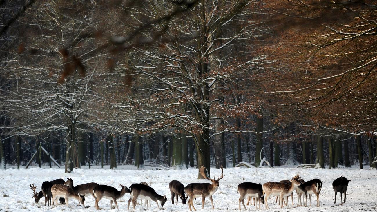 Tiere: Hirsche erfolgreich ins Wildgehege Klövensteen umgesiedelt