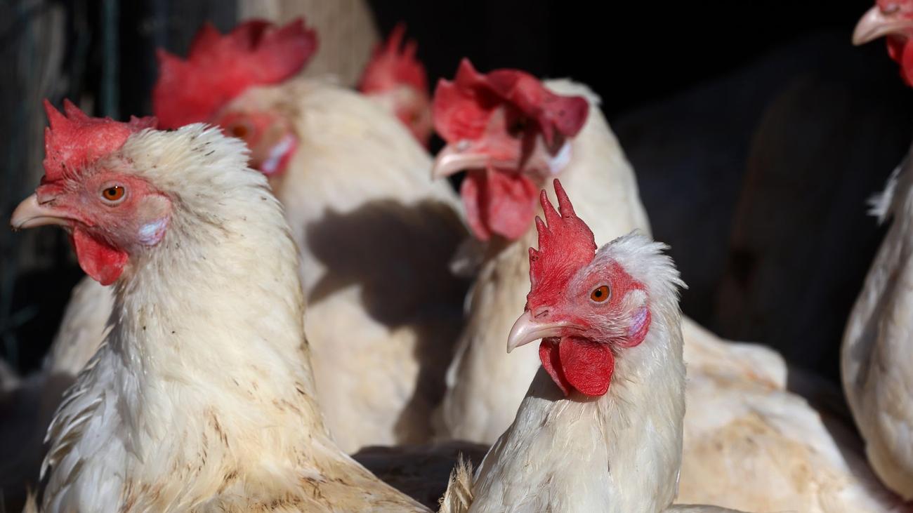 Tierseuche: Newcastle-Krankheit: 40.000 Legehennen müssen getötet werden