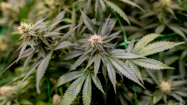 Drogen: Polizei findet zufällig Hunderte Cannabispflanzen in Stendal