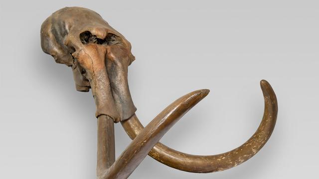 Spektakuläre Fossilien: 6,5-Meter-Wal und Monster-Dino: NRW zeigt Funde zur Ur-Zeit