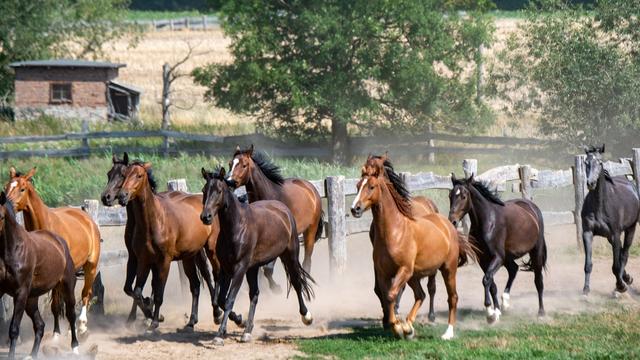 Tiere: Ausgebüxte Pferde legen Zugstrecke bei Bautzen lahm