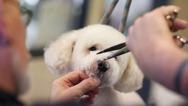 Besuch beim Hundefriseur: Färben ist tabu: Wenn Wuffi zum Friseur muss