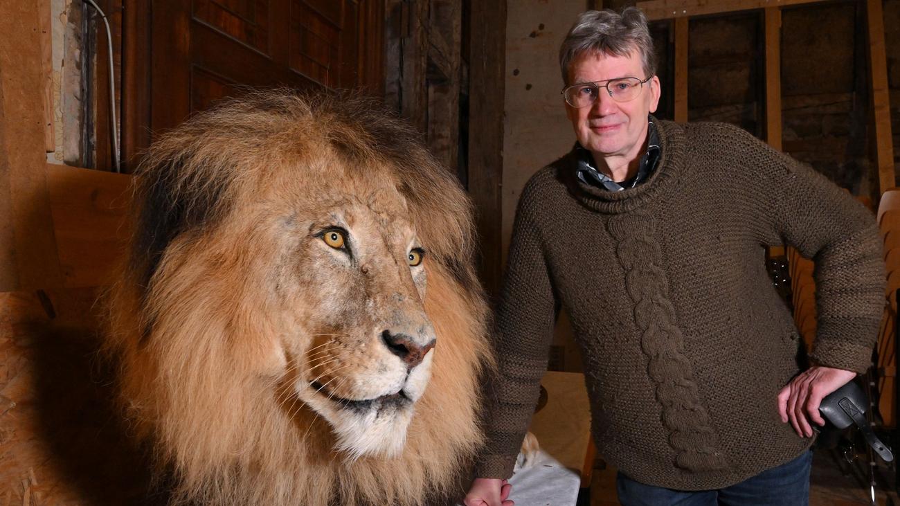 Tierpräparator: Löwenstarker Abschied: Gothaer Präparator geht in Ruhestand