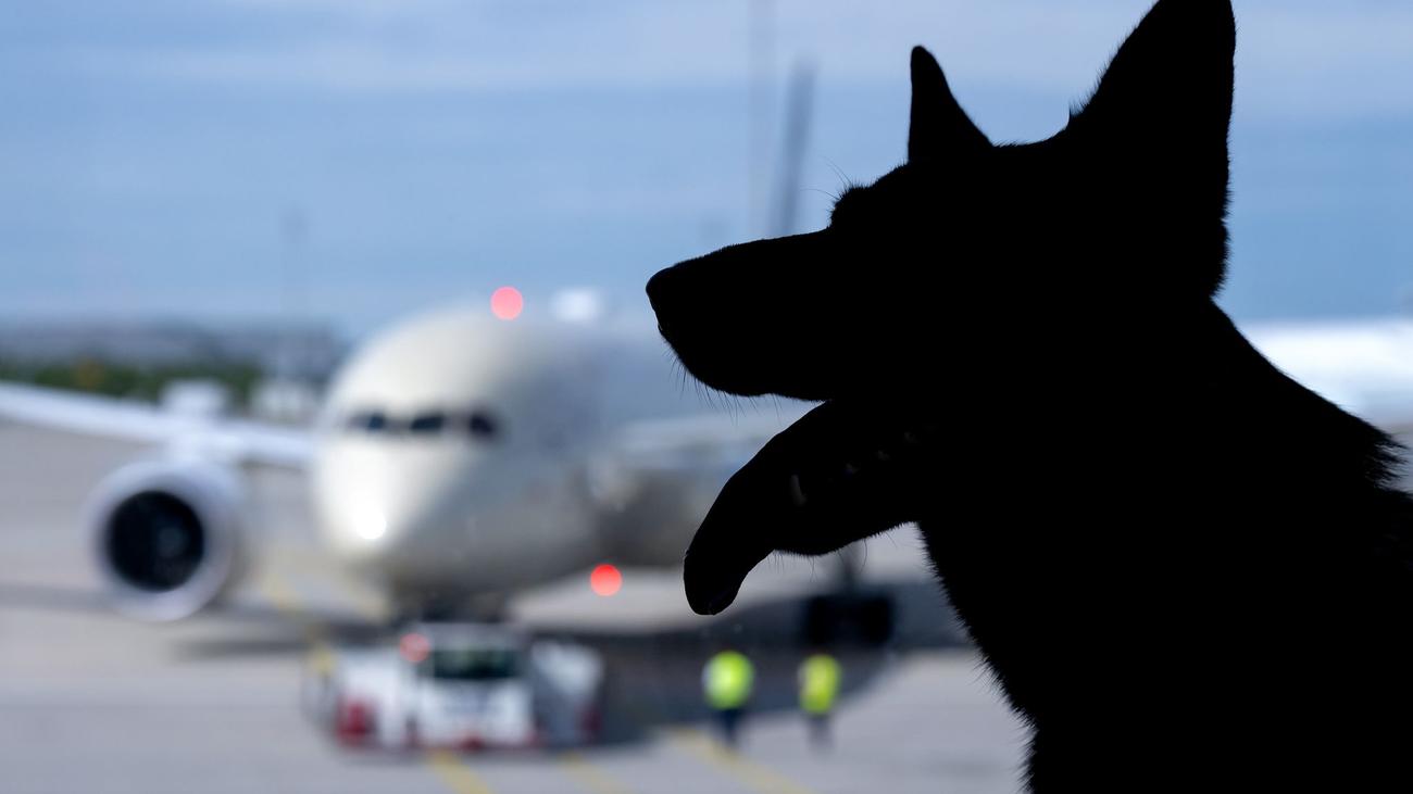 Hund an Bord: Lufthansa-Tochter erlaubt 30-Kilo-Hunde in Flugzeugen
