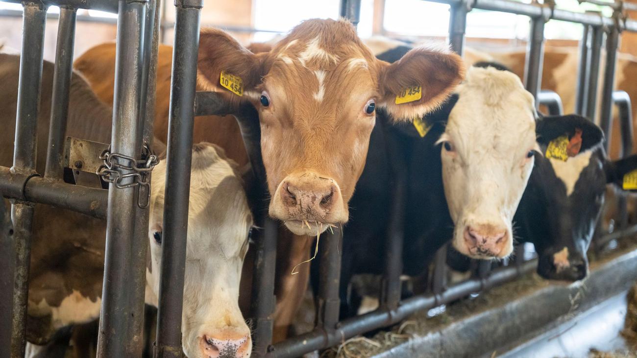 Arbeitsunfall: Bulle verletzt Landwirt schwer