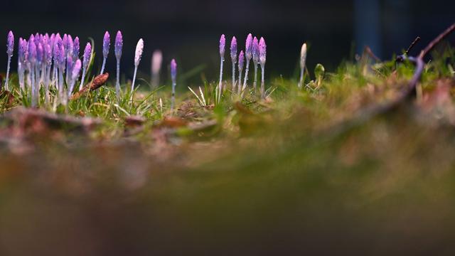 Wetter-Vorhersage: Frühling bleibt vorerst - Sonne und bis 16 Grad am Sonntag
