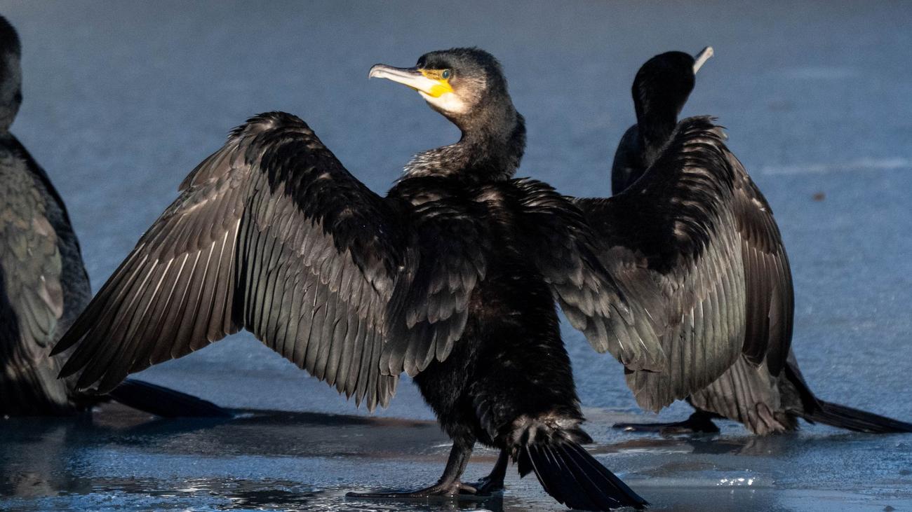 Gefiederte Fischfresser: Harter Winter senkt Kormoran-Bestand und treibt gen Süden