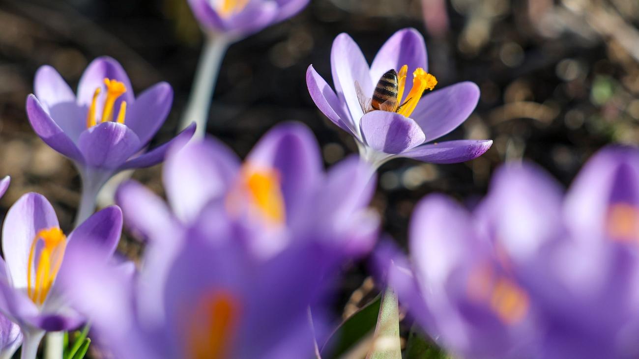 Wetter: Sonne und bis zu 19 Grad am Samstag