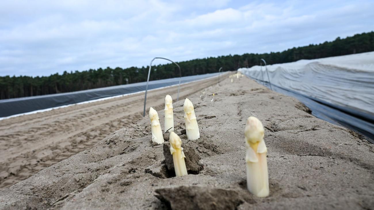 Beliebtes Saisongemüse: Spargelbauern hoffen auf gute Ernte zu Ostern