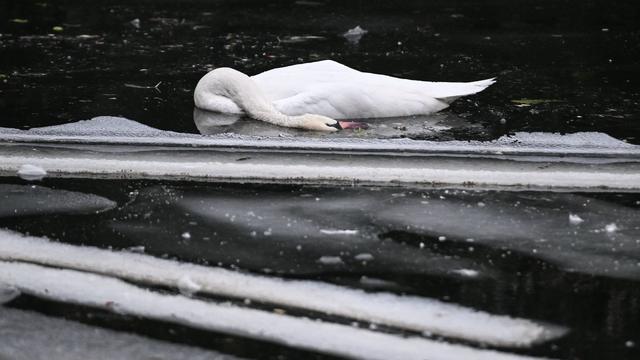 Tiere: Tote Schwäne aus Landwehrkanal starben an Vogelgrippe