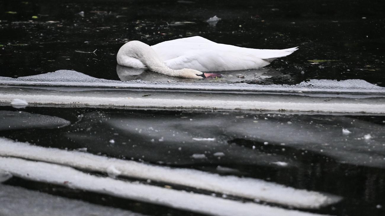 Tiere: Tote Schwäne aus Landwehrkanal starben an Vogelgrippe