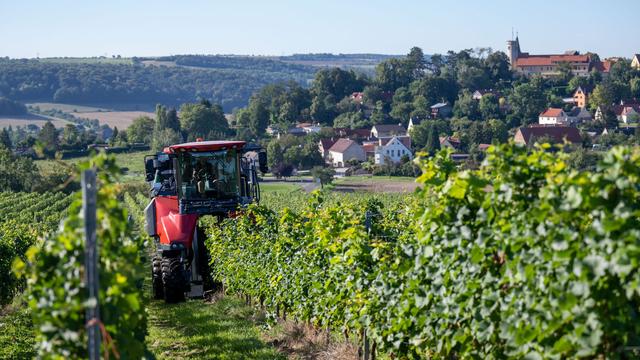 Bilanz: Winzervereinigung mit leichtem Plus beim Weinverkauf