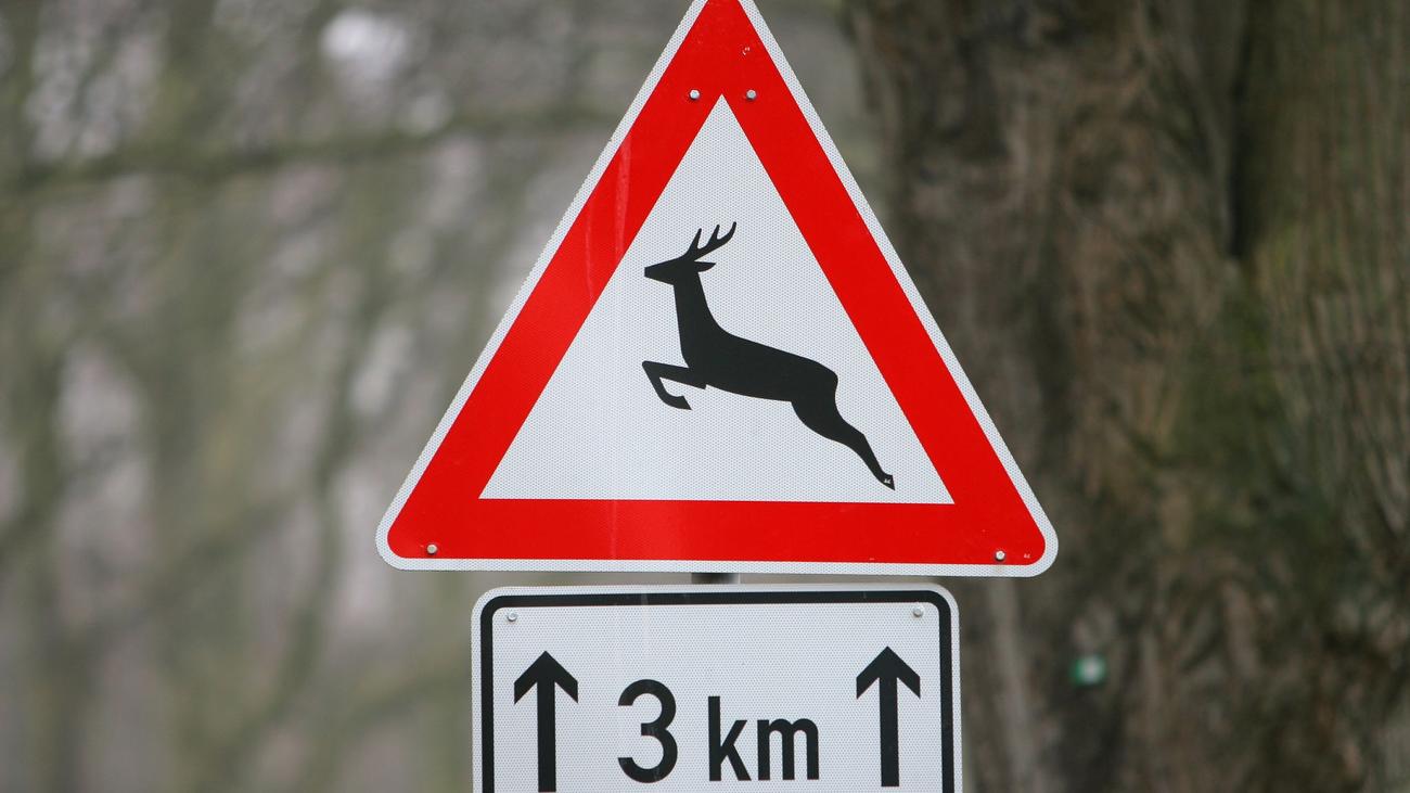 Verkehr: 13-Jähriger fährt Auto und baut Wildunfall