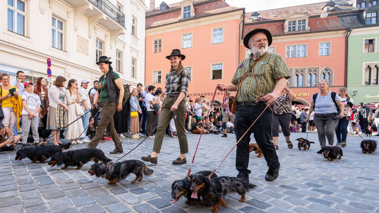 Tiere: Dackelparade in Regensburg abgesagt