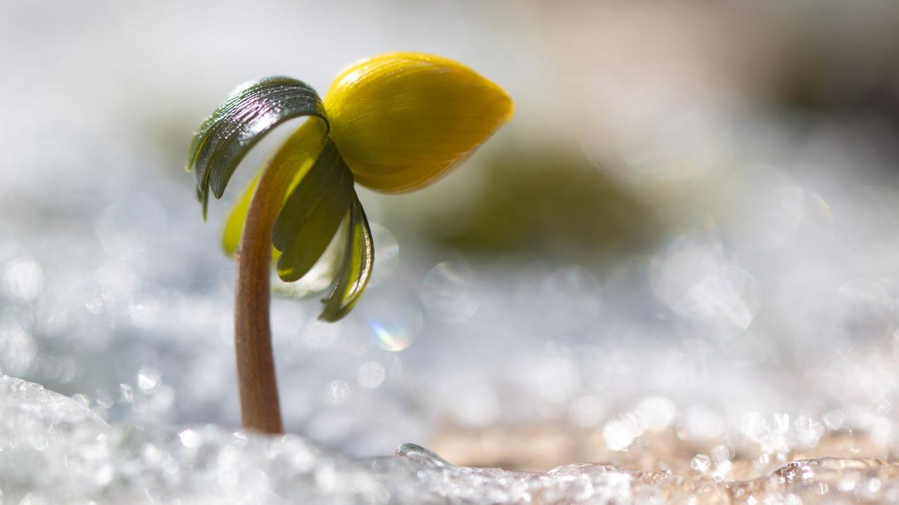 Jahreszeiten: Frühlingserwachen: das Besondere an Krokus, Pollen und Co.