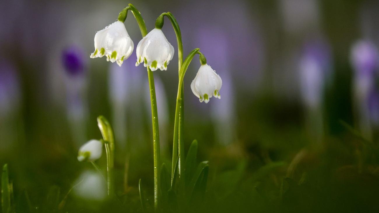 Wetter: Vorhersage: "Frühlingshaft mild" und viel Sonne