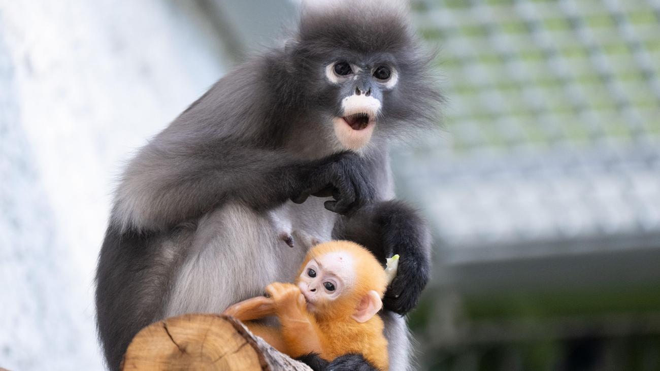 Tiere: Brillenlanguren mit Nachwuchs im Zoo Dresden