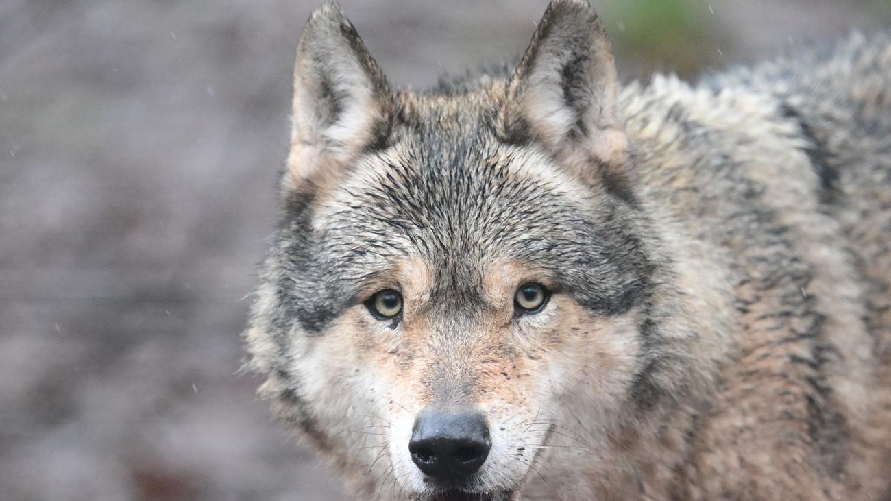 Tot und ausgestopft?: Die Zeit läuft - für den Wolf oder für das Land?