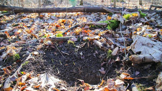 Bärlauch-Diebe: Erneut Bärlauch-Diebe in der Leipziger Region gefasst