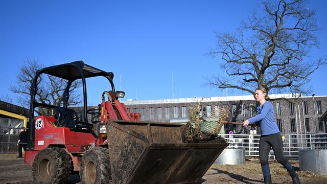 Betrug über das Internet: Reitverein mit Fake-Verkauf um 17.000 Euro betrogen