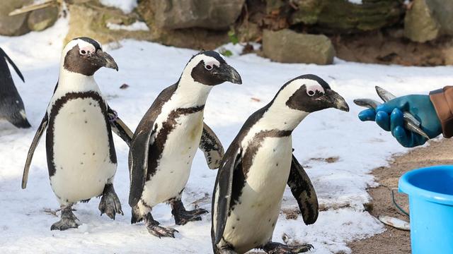 Statistik: Sachsen-Anhalts Kommunen geben mehr für Zoos aus