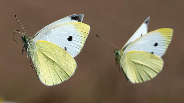 Naturschutz: Sorgen um Schmetterlinge: Tierarten im kritischen Zustand