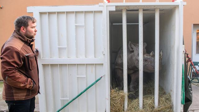 Tiere: Nashorn Malia startet Spezial-Umzug nach Tschechien