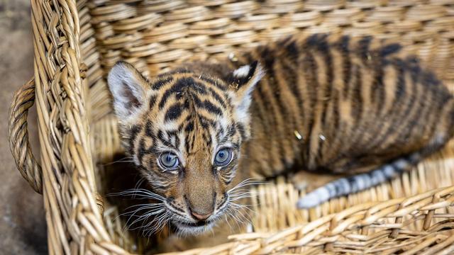 Zwei Monate alt: Sumatra-Tiger-Baby im Tierpark Berlin entwickelt sich gut