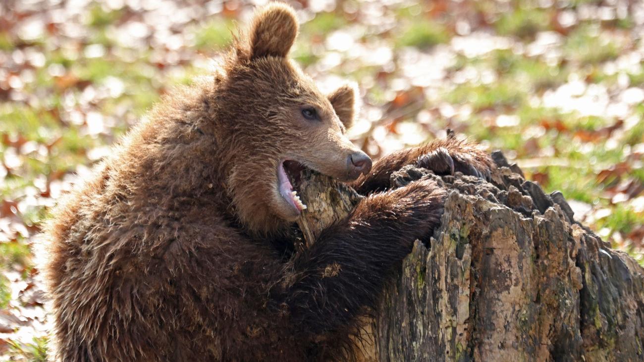 Jahreswechsel: Bären im Tierpark Thale aus Winterschlaf erwacht