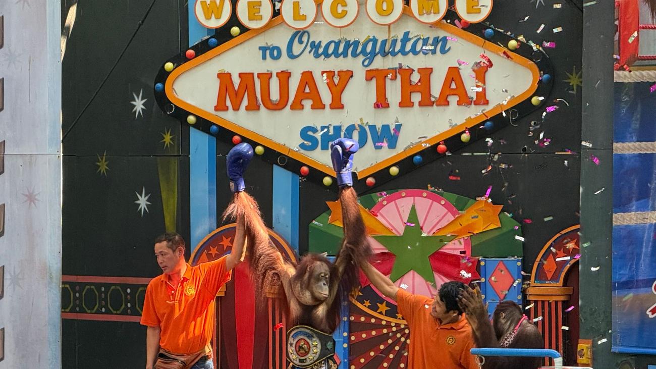 Umstrittene Tier-Shows: Boxen statt Baumkronen: Orang-Utans als Touristenattraktion