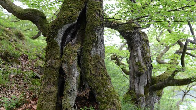 Handynetze: Funklochfrust soll bis 2030 enden - auch dank Satelliten