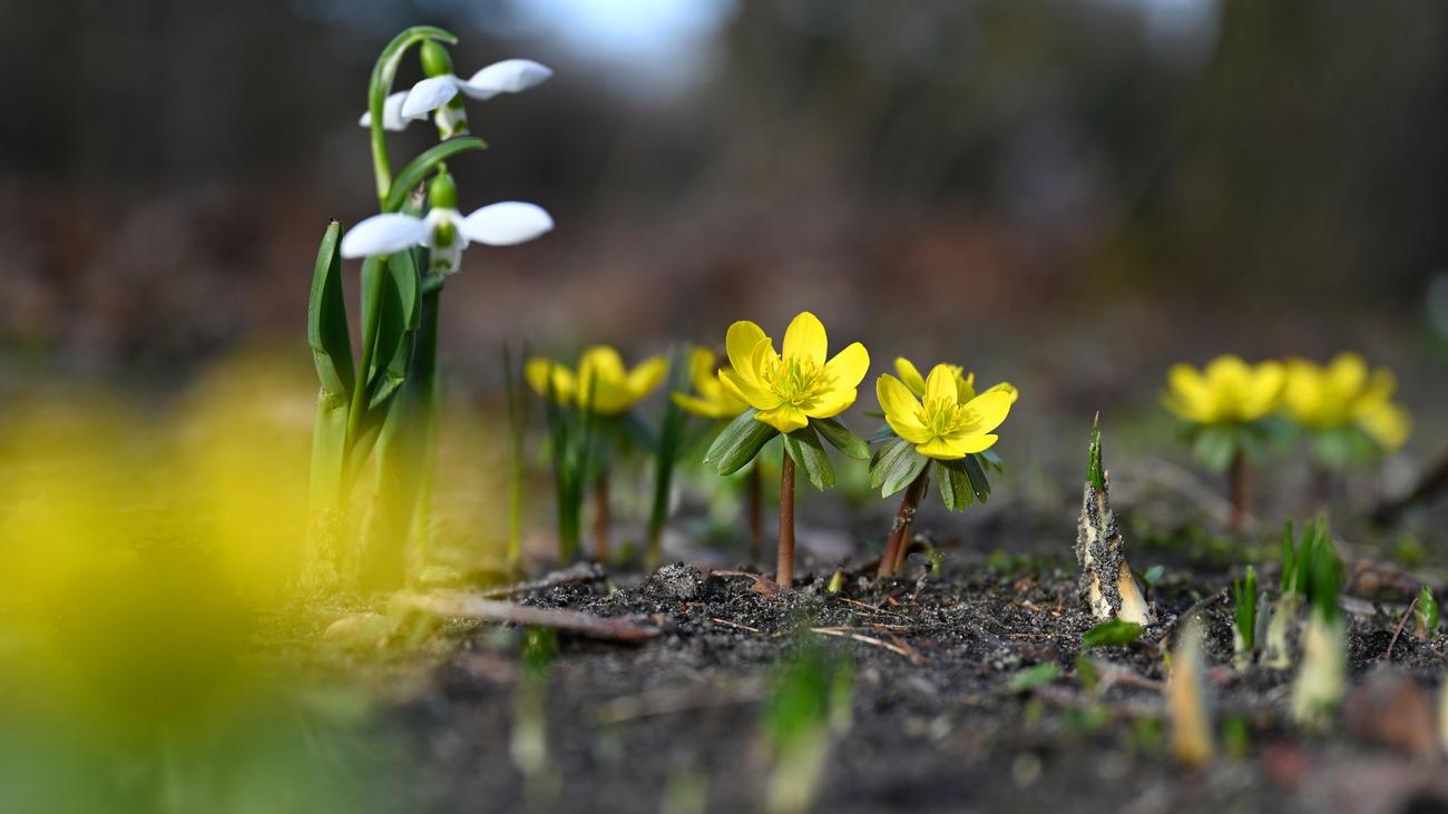 DWD-Prognose: Mildes Frühlingswetter hält in Hessen weiter an