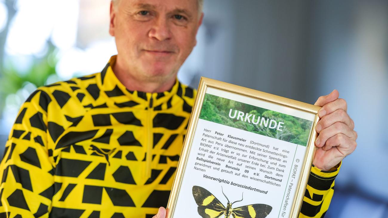 Falter für die Fankurve: Schwarz-gelber Amazonas-Schmetterling nach BVB benannt