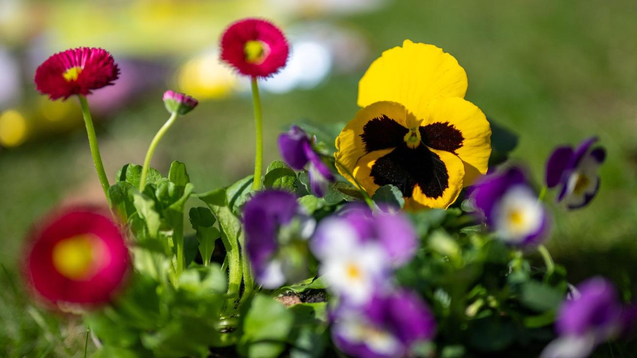 Wetteraussichten: Sonniges Frühlingswetter in NRW setzt sich fort