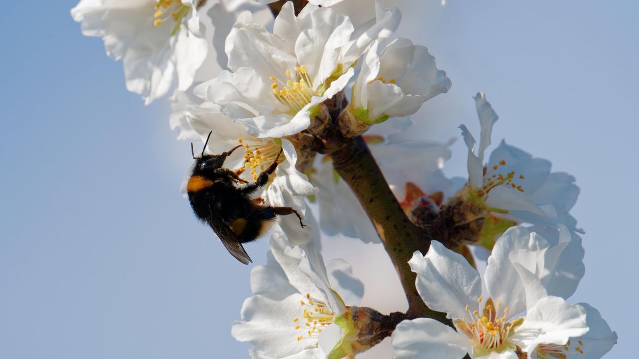 Wettervorhersage: Das Frühlingswetter hält an - sonnig und fast 20 Grad